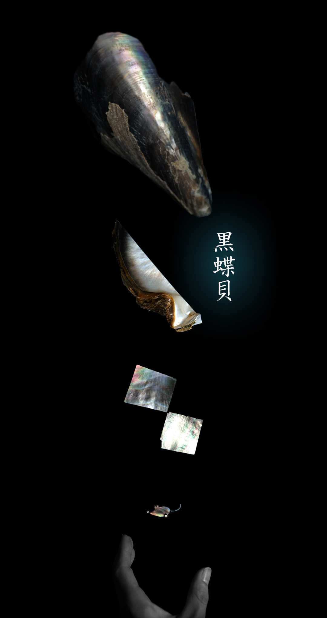 黒蝶貝の螺鈿 2枚貝 真珠層