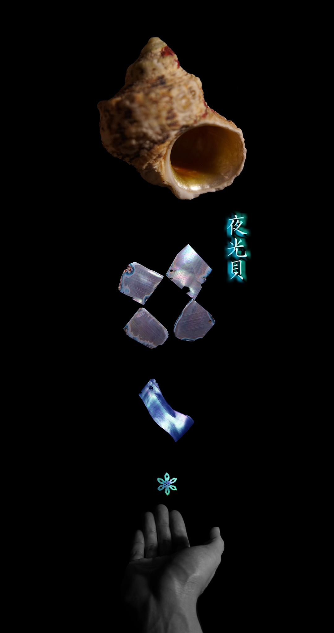 夜光貝 螺鈿 inlay 